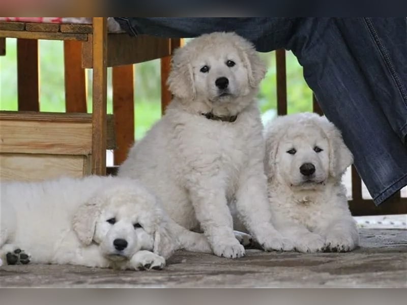 Kuvasz Welpen - Zucht - vom Crystal Diamonds - Mitglied im VDH/ FCI.