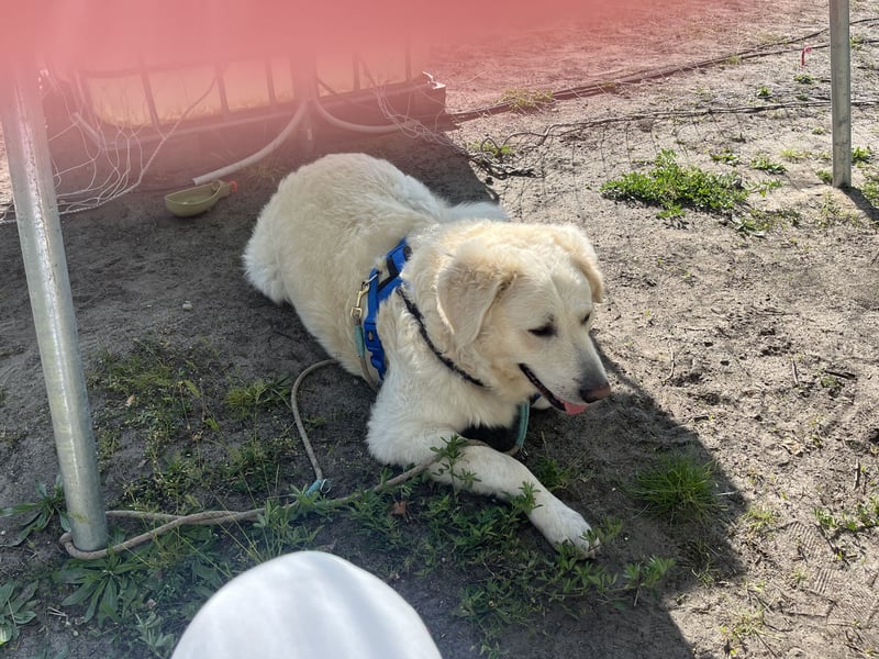 Hund zu verkaufen