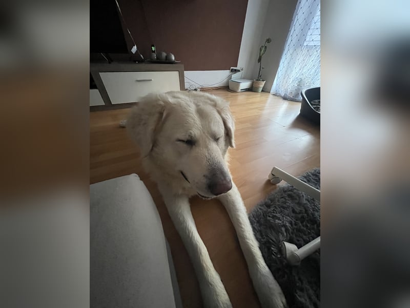 Hund zu verkaufen