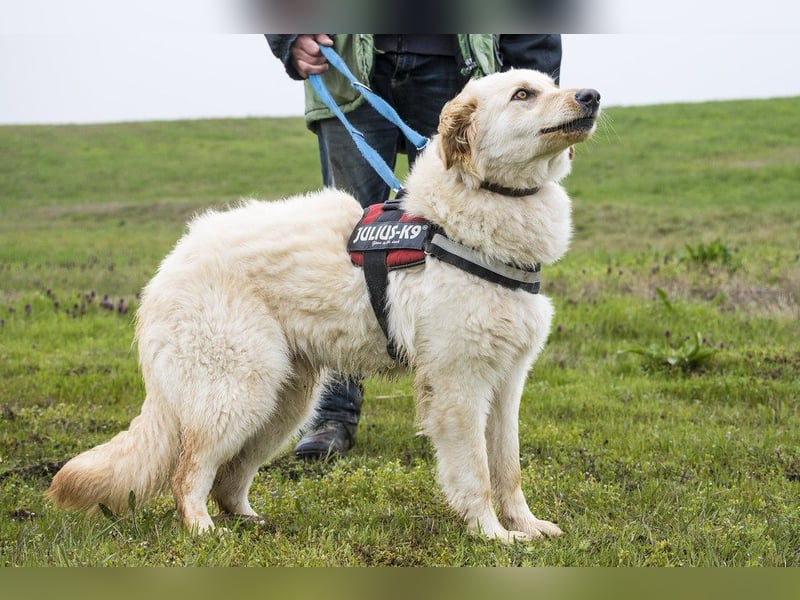 Milton SI - Vom Kettenhund zum treuen Gefährten