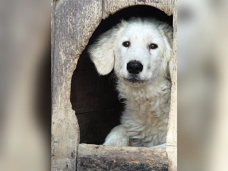 Balou hat noch keine guten Erfahrungen gemacht