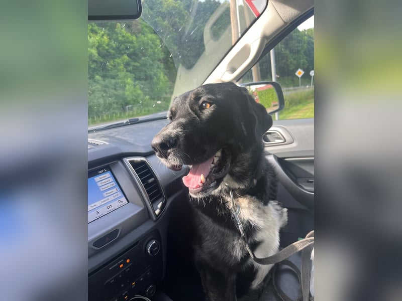 Junger Labrador-Mischling abzugeben