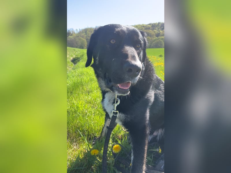 Junger Labrador-Mischling abzugeben