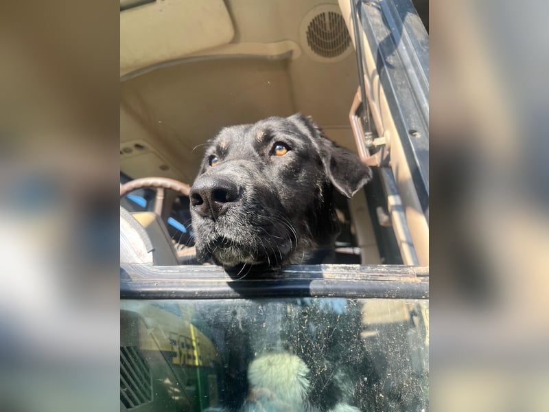 Junger Labrador-Mischling abzugeben