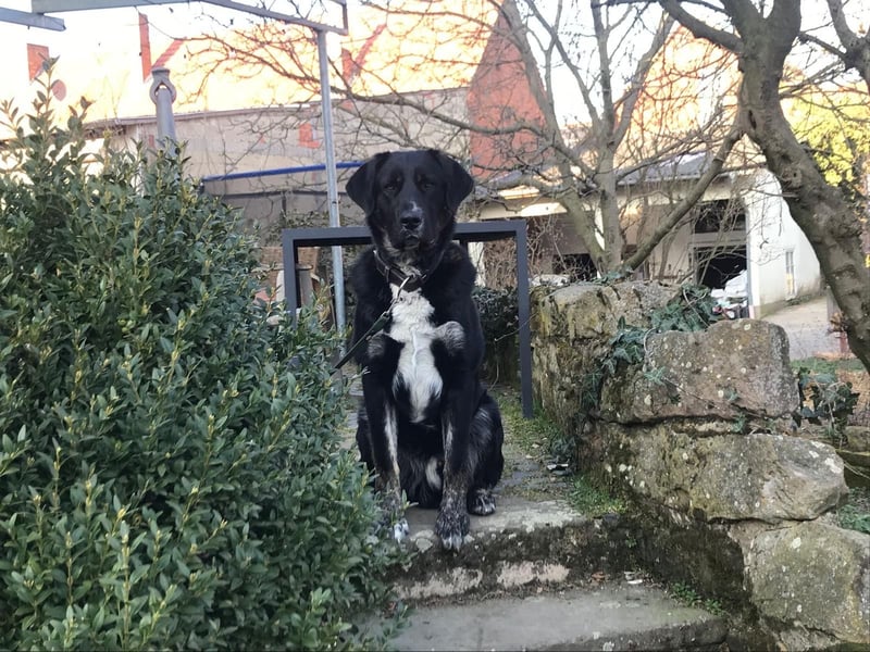 Junger Labrador-Mischling abzugeben