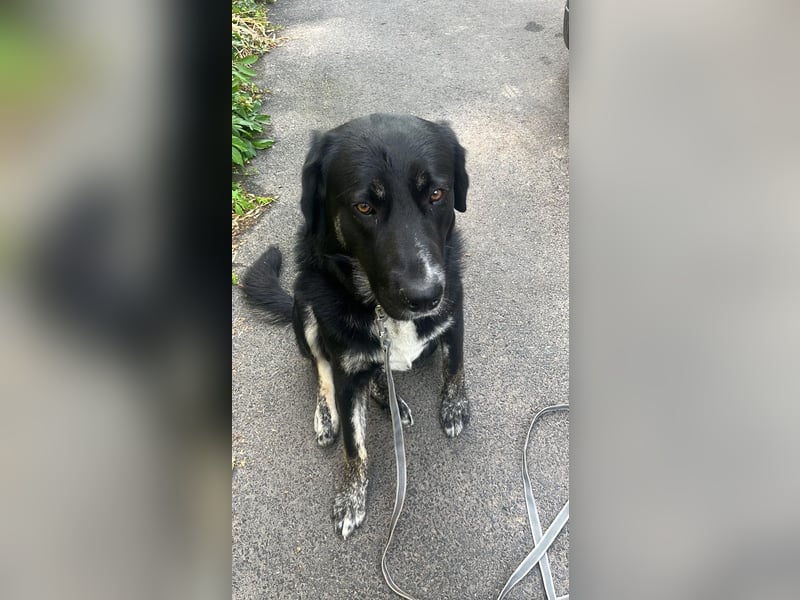 Junger Labrador-Mischling abzugeben