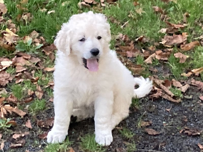 Kuvasz Wurf Ankündigung 2025