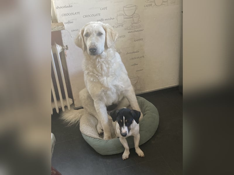 Kuvasz Wurf Ankündigung 2025