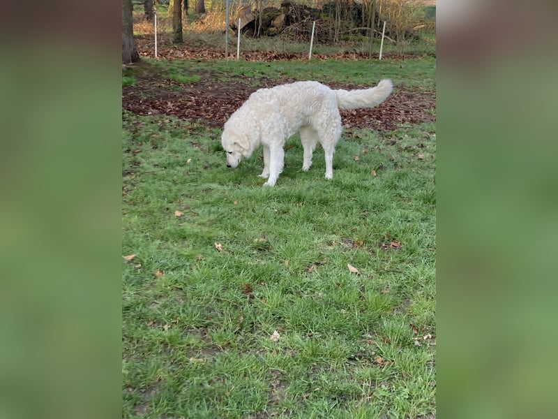 Kuvasz Wurf Ankündigung 2025