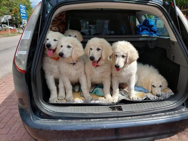 Kuvasz Wurf Ankündigung 2025