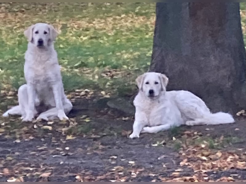 Kuvasz Wurf Ankündigung 2025