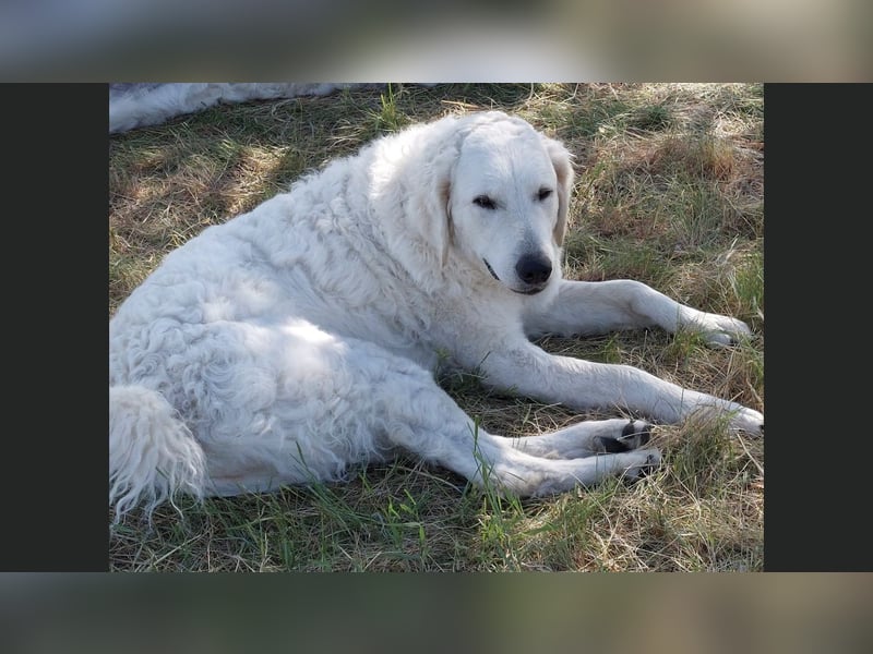 Kuvasz Wurf Ankündigung 2025