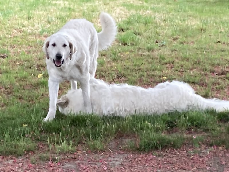 Kuvasz Wurf Ankündigung 2025