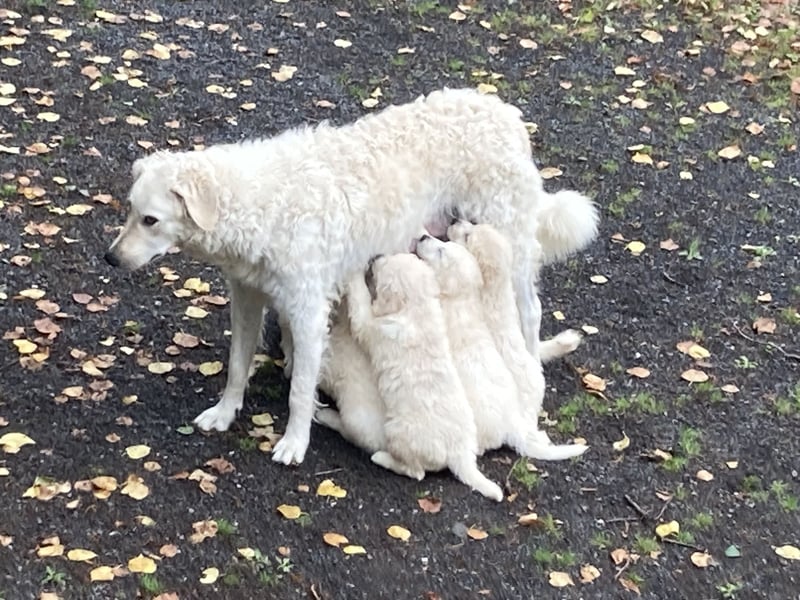 Kuvasz Wurf Ankündigung 2025