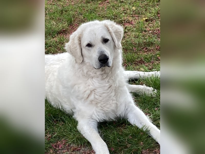Kuvasz Wurf Ankündigung 2025