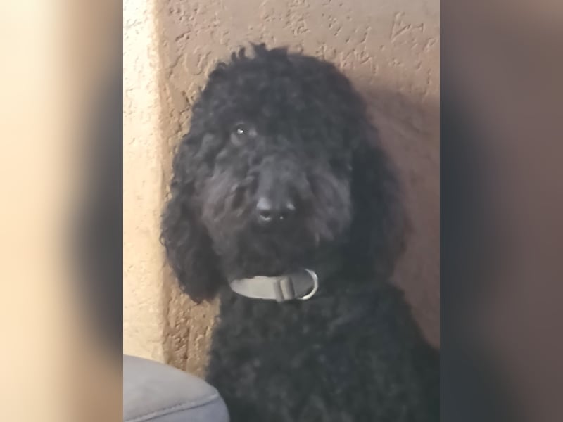 Labradoodle Labradoodle