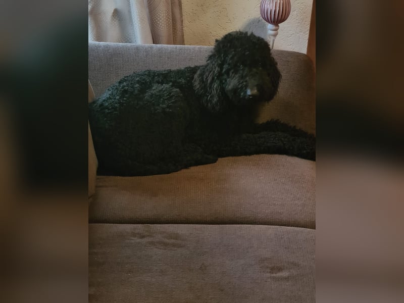 Labradoodle Labradoodle