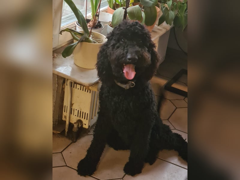 Labradoodle Labradoodle