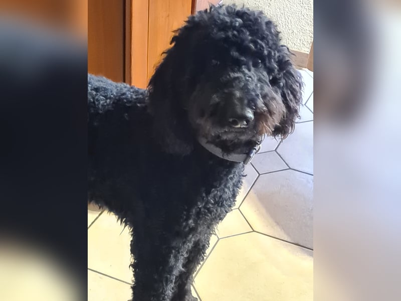 Labradoodle Labradoodle
