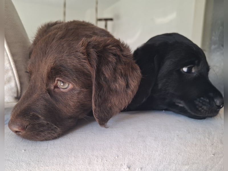 Labradoodle Mädchen suchen ein Zuhause
