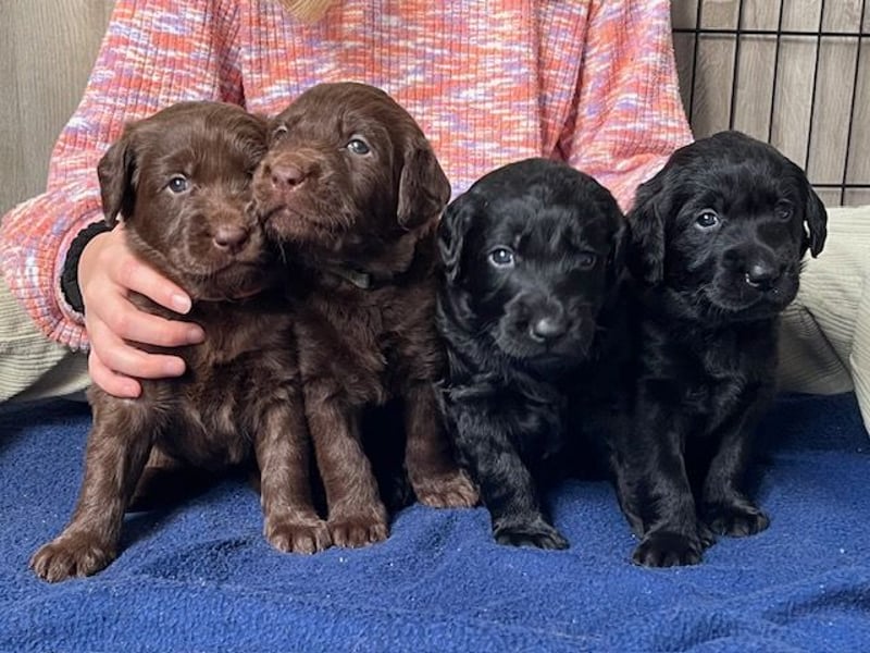 Labradoodlewelpen F1 in braun & schwarz - abgabebereit ab dem 29.11.