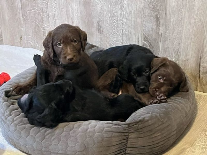 Labradoodlewelpen F1 in braun & schwarz - abgabebereit ab dem 29.11.