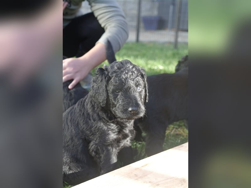 Labradoodle Welpen