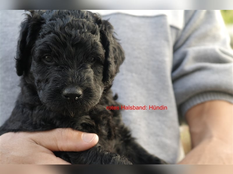 Labradoodle Welpen