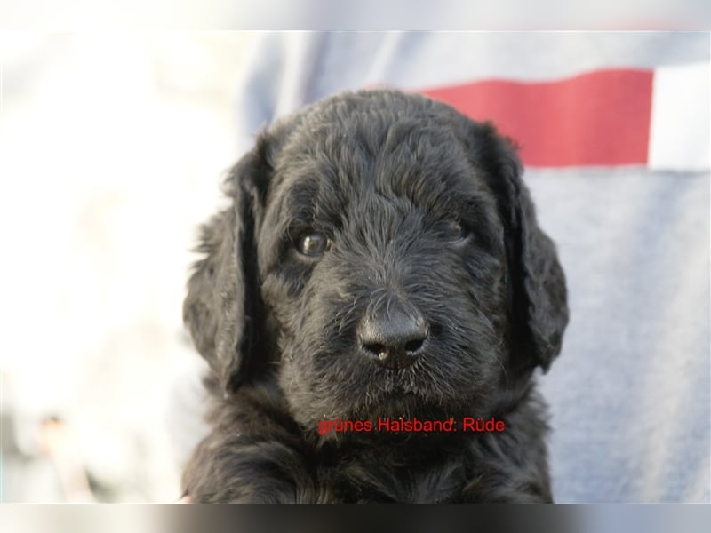 Labradoodle Welpen