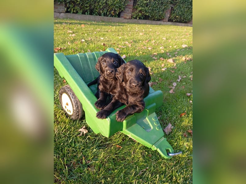 Labradoodlewelpen F1