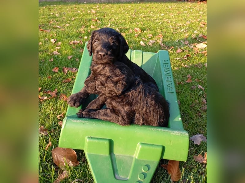 Labradoodlewelpen F1