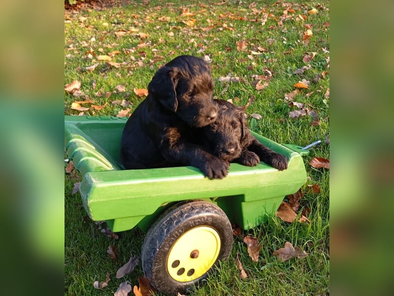 Labradoodlewelpen F1