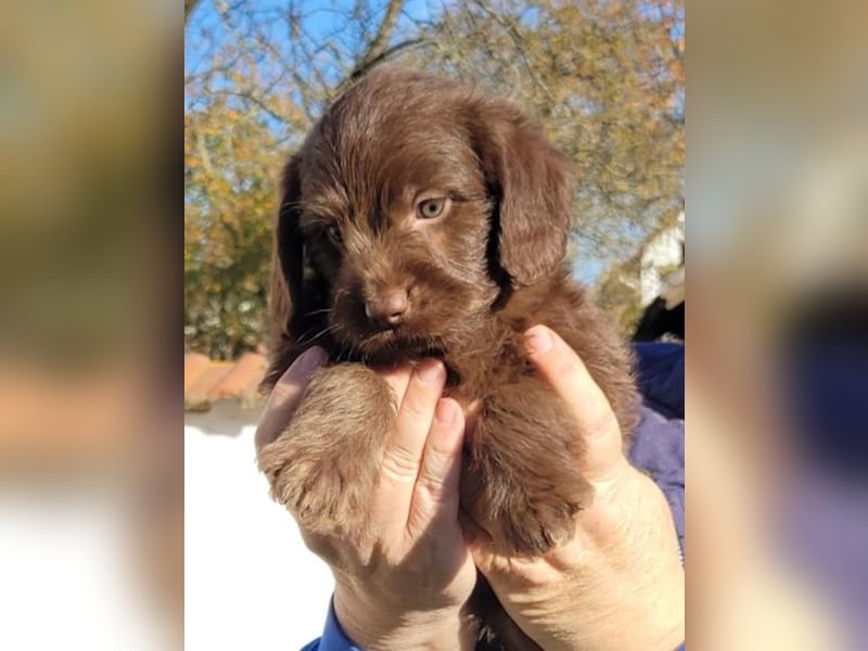 Labradoodle Welpen medium in schoko und schokomerle