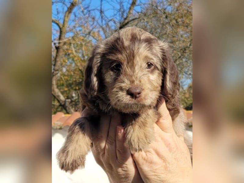 Labradoodle Welpen medium in schoko und schokomerle