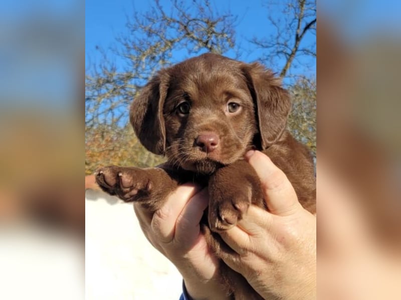 Labradoodle Welpen medium in schoko und schokomerle