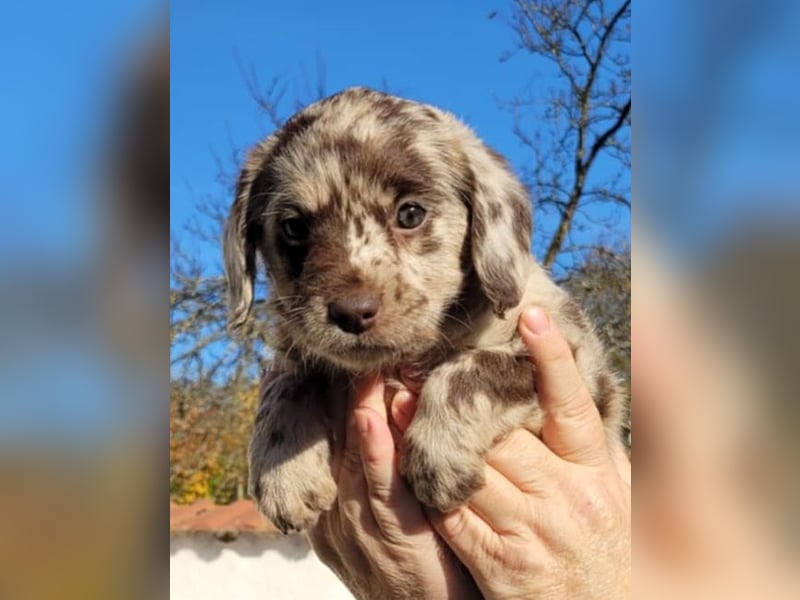 Labradoodle Welpen medium in schoko und schokomerle