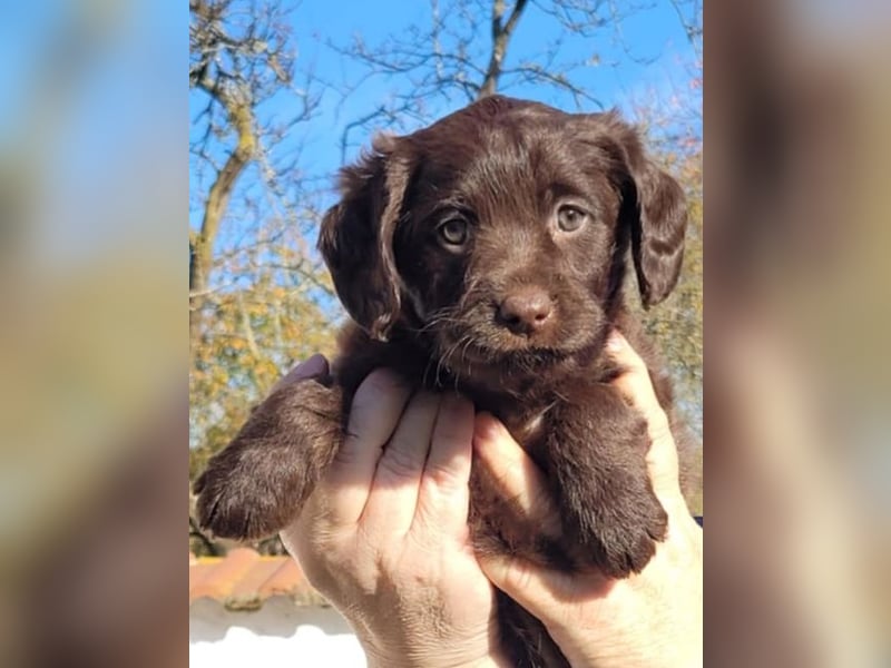 Labradoodle Welpen medium in schoko und schokomerle