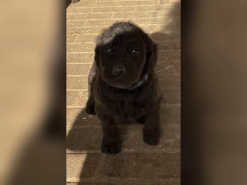 Labradoodle Welpen F2