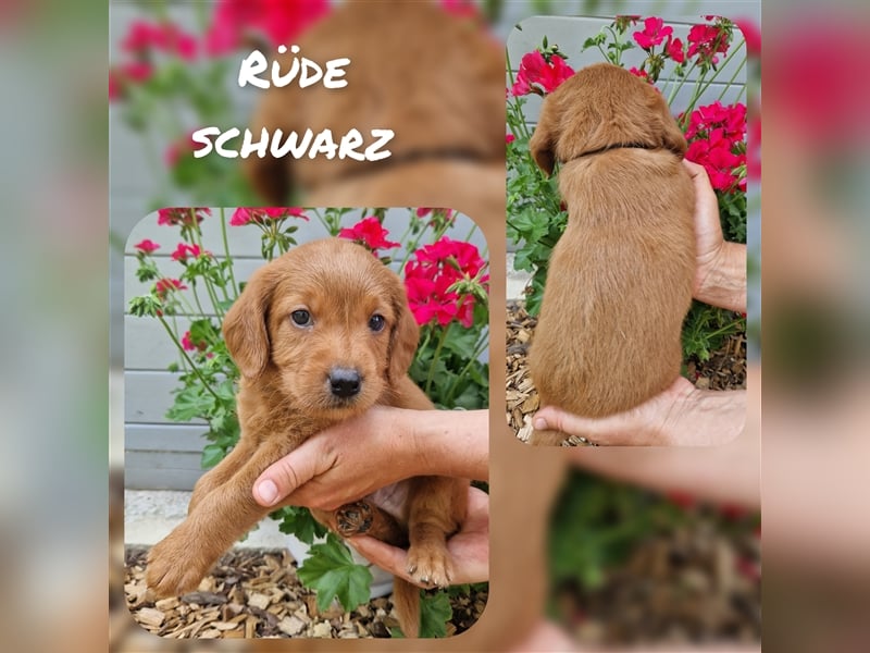 Labradoodle und Goldendoodle Mini/ Medium Welpen in verschiedenen Farben