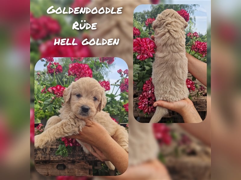 Labradoodle und Goldendoodle Mini/ Medium Welpen in verschiedenen Farben