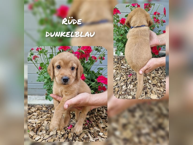 Labradoodle und Goldendoodle Mini/ Medium Welpen in verschiedenen Farben