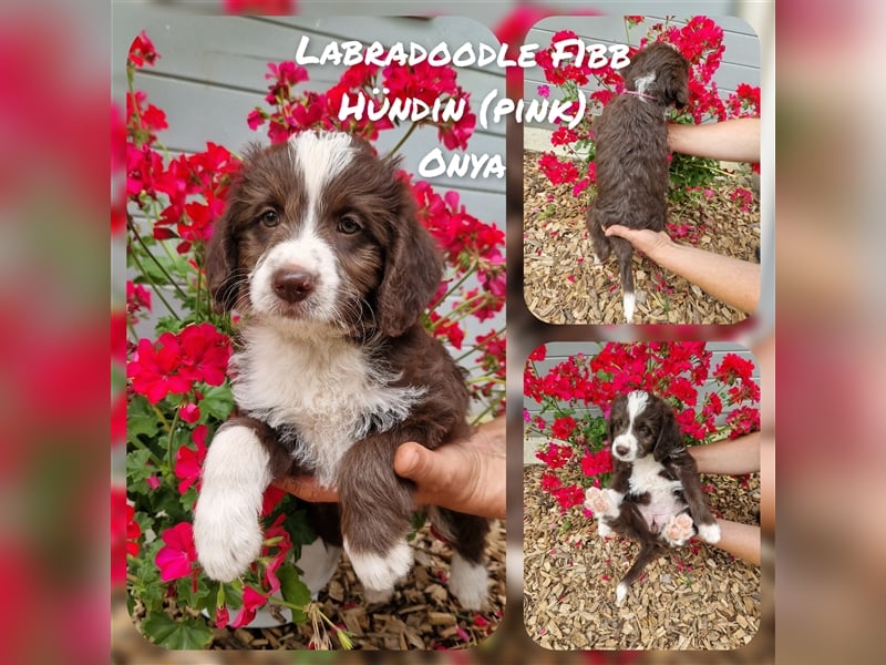 Labradoodle und Goldendoodle Mini/ Medium Welpen in verschiedenen Farben