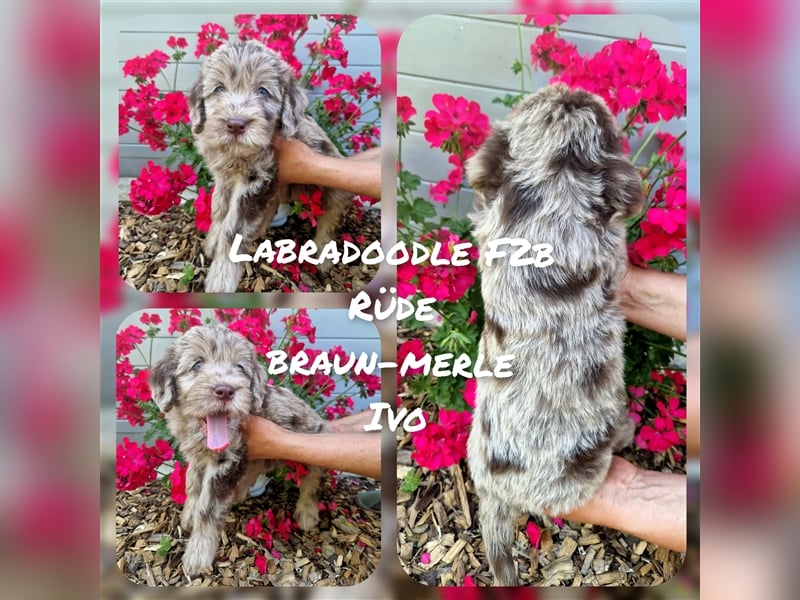 Labradoodle und Goldendoodle Mini/ Medium Welpen in verschiedenen Farben