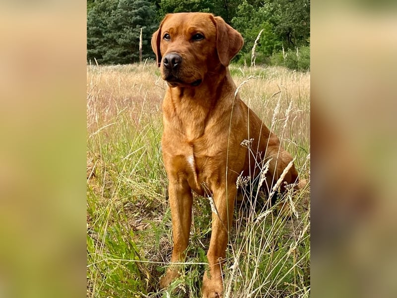 Abgabebereite F1 Labradoodle Welpen mit Ahnentafel + Gesundheitszeugnis in Schoko, schwarz + blond