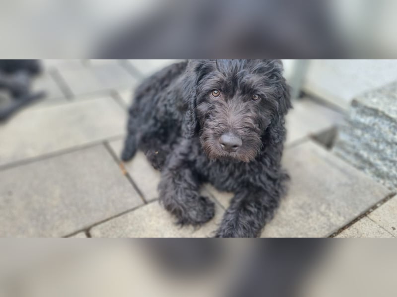 Labradoodle F1