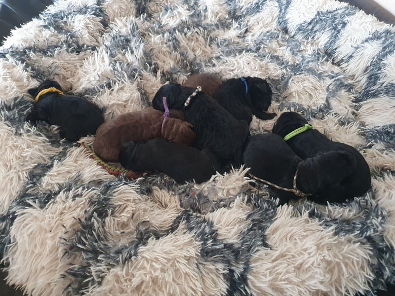 Labradoodle F1