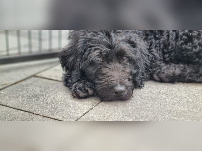 Labradoodle F1