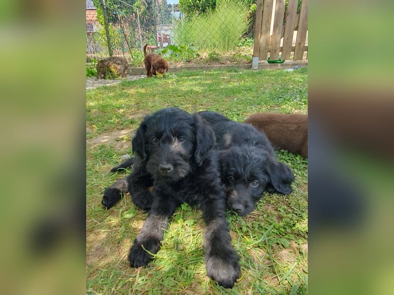 Labradoodle F1