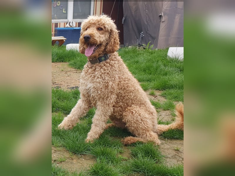 Labradoodle F1