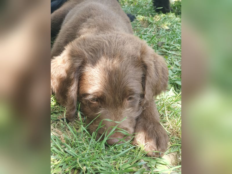 Labradoodle F1